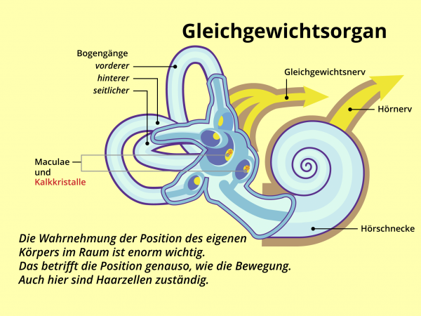 Das Gleichgewichtsorgan