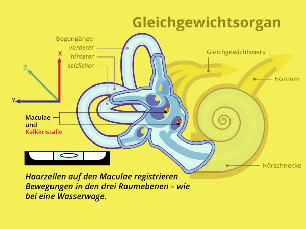 Das Gleichgewichtsorgan / Maculae