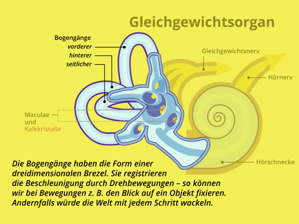 Das Gleichgewichtsorgan / Bogengänge