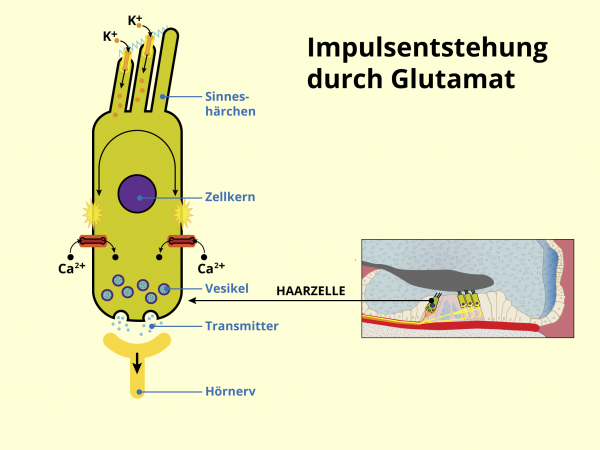 Signalentstehung durch Glutamat