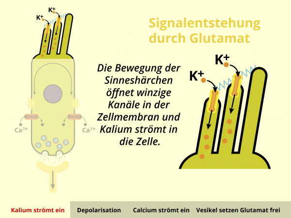 Signalentstehung durch Glutamat / Kaliumeinstrom