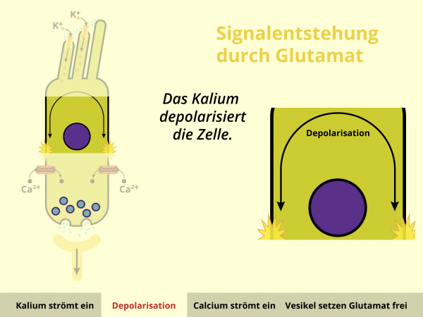Signalentstehung durch Glutamat / Depolarisation