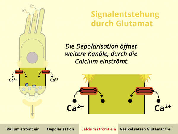 Signalentstehung durch Glutamat / Calciumeinstrom
