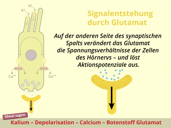 Signalentstehung durch Glutamat / Aktionspotential