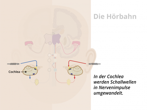 Hörbahn  / Cochlea
