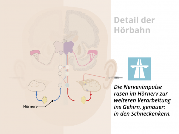Hörbahn  / Hörnerv