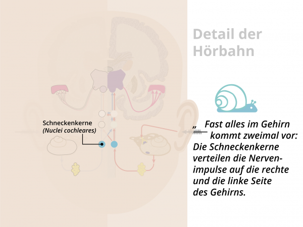 Hörbahn  / Schneckenkerne