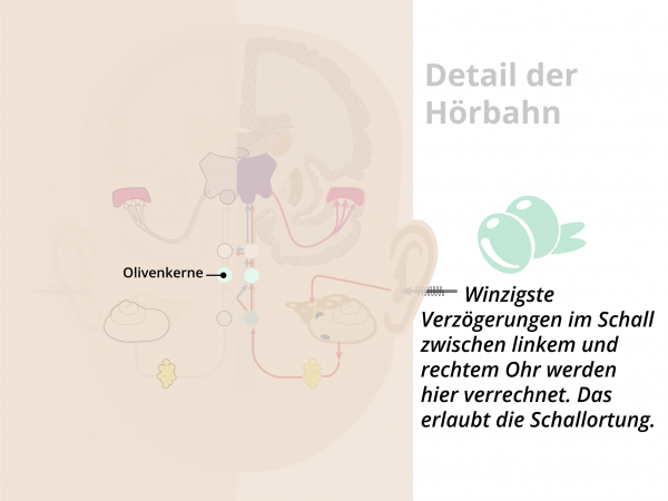 Hörbahn  / Olivenkerne