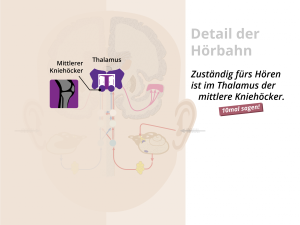 Hörbahn  / Mittlerer Kniehöcker des Thalamus