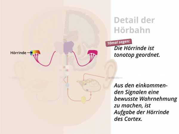 Hörbahn  / Hörrinde