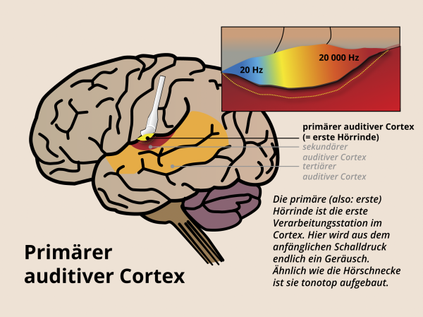 Auditiver Cortex / Primärer auditiver Cortex