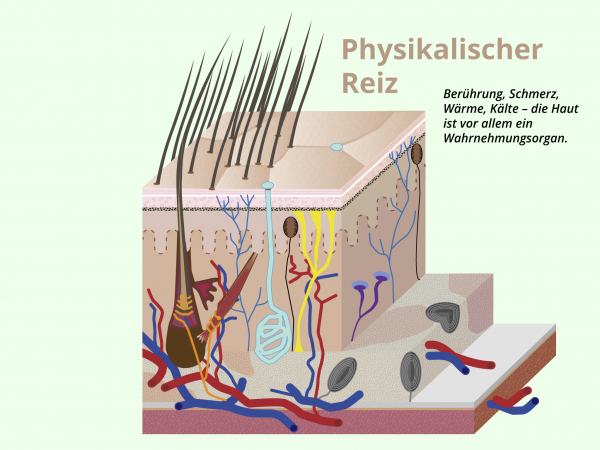 Haut: Physikalische Reize / Wahrnehmungsorgan