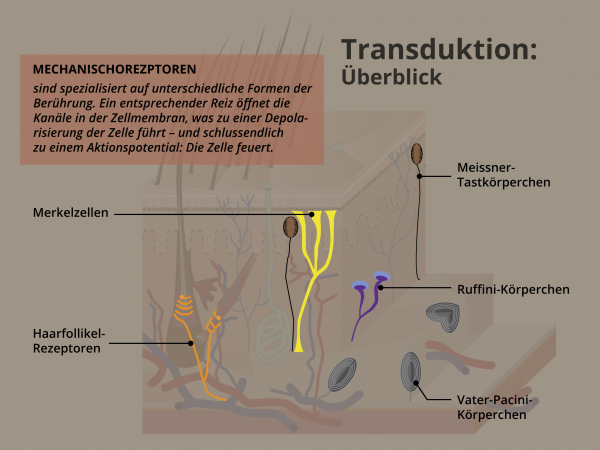 Haut: Transduktion