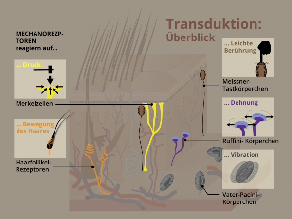 Haut: Transduktion / Mechanorezeptoren
