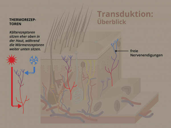 Haut: Transduktion / Thermorezeptoren