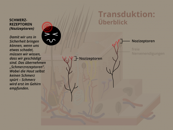 Haut: Transduktion / Schmerzrezeptoren