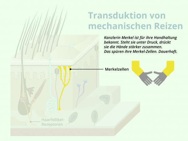 Mechanorezeptoren detailliert / Merkezellen