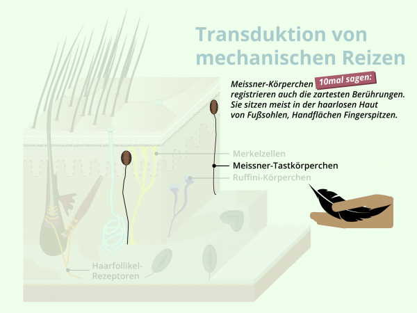 Mechanorezeptoren detailliert / Meissner-Tastkörperchen