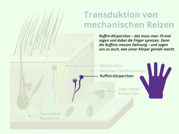 Mechanorezeptoren detailliert / Ruffini-Körperchen