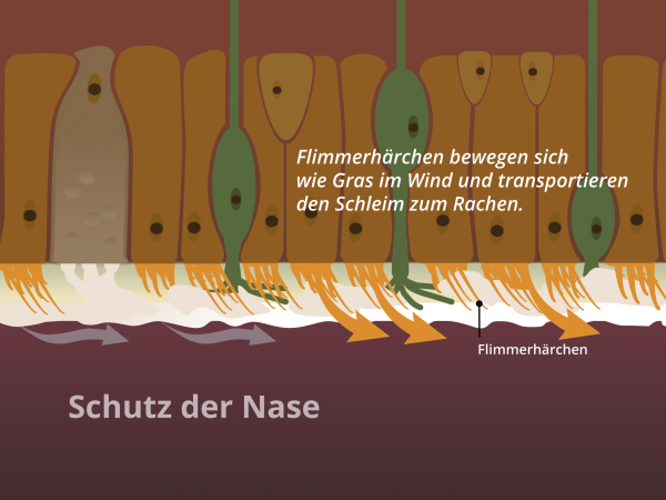 Schutz der Nase / Flimmerhärchen
