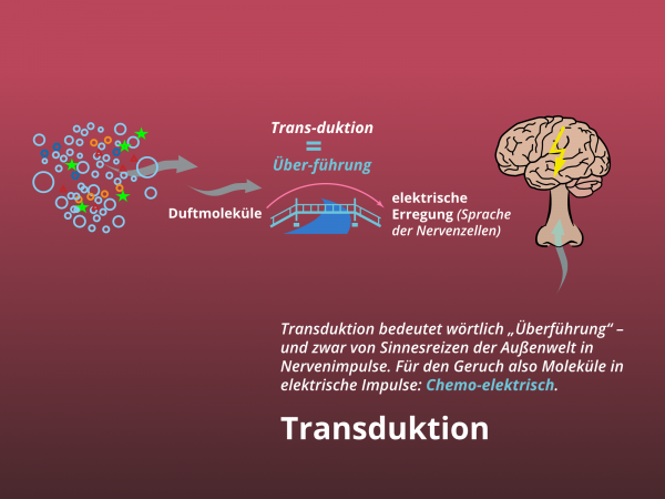 Chemo-elektrische Transduktion