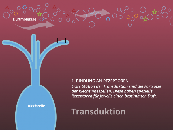 Chemo-elektrische Transduktion / 1. Station Rezeptoren 