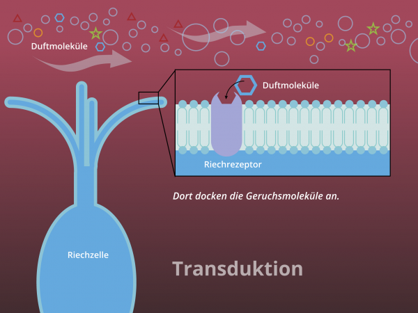 Chemo-elektrische Transduktion / Schlüssel-Schloss-Prinzip