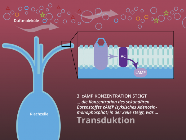 Chemo-elektrische Transduktion / cAMP
