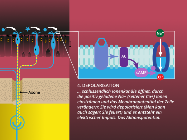 Chemo-elektrische Transduktion / Depolarisation