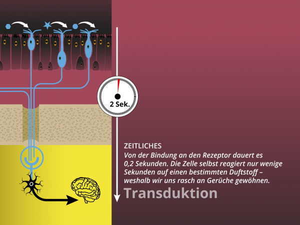 Chemo-elektrische Transduktion / Gewöhnung