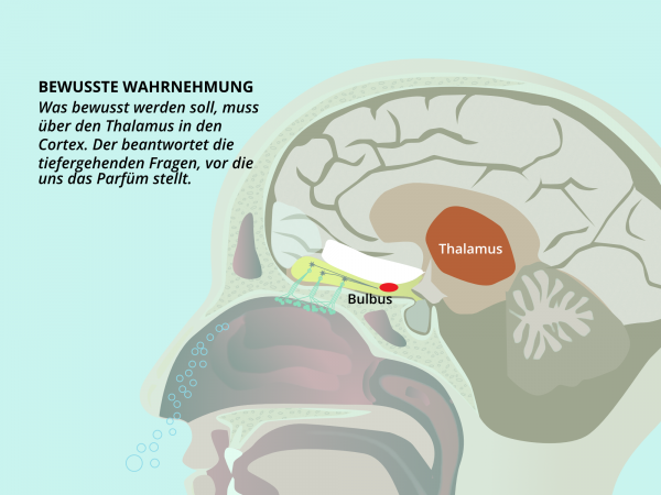 Bewusste Geruchswahrnehmung