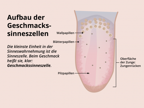 Aufbau Geschmackssinneszellen