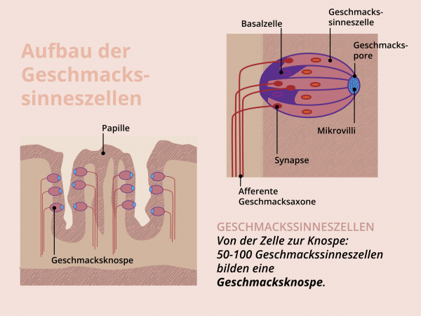 Aufbau Geschmackssinneszellen