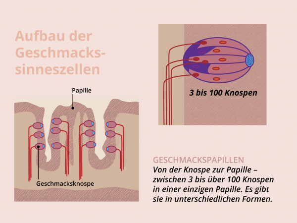 Aufbau Geschmackssinneszellen / Geschmackspapillen