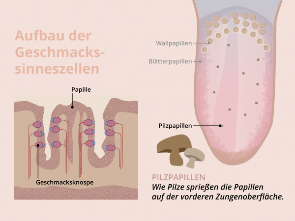 Aufbau Geschmackssinneszellen / Pilzpapillen