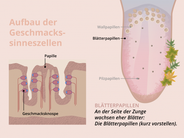 Aufbau Geschmackssinneszellen / Blätterpapillen